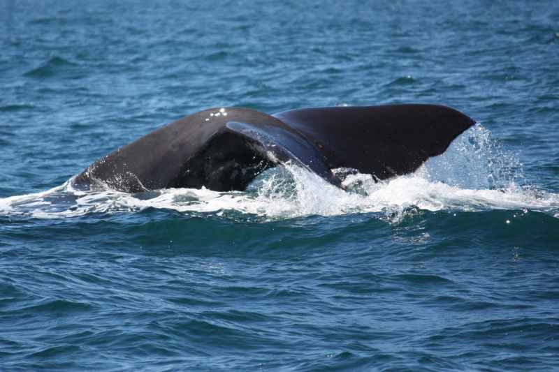 Nieuw-Zeeland 2011 - 1243